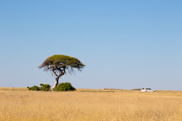 Safari truck in Africa with thorn tree 