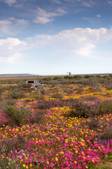 Truck drives through filed of brightly colored wild flowers