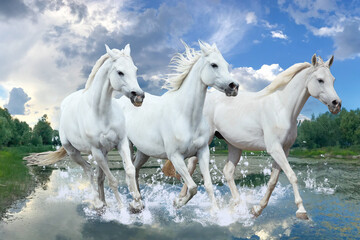 Obraz na płótnie Canvas white purebred arabian horses galloping across the lake