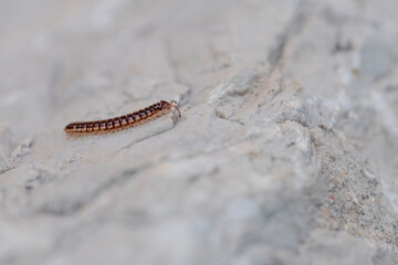 Little centipede  or millipede, oxidus gracilis, crawling at full speed on a lonely and steep white rock