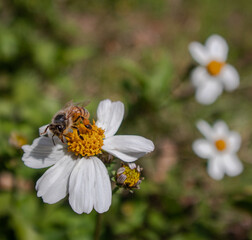 bee on a flower