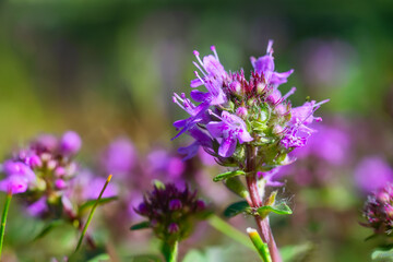 Obraz premium The macrophoto of herb Thymus serpyllum, Breckland thyme. Breckland wild thyme, creeping thyme, or elfin thyme blossoms close up. Natural medicine. Culinary ingredient and fragrant spice in habitat