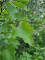 The leaves of the apricot tree in winter