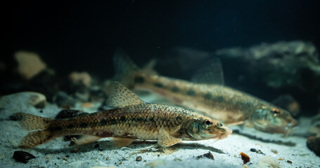 Danube gudgeon (Gobio obtusirostris, formerly Gobio gobio) in an underwater environment