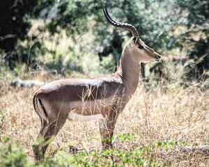 impala antelope in kruger national park