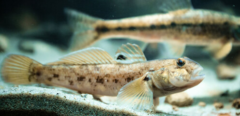 Round goby (Neogobius melanostomus) in an underwater environment, close-up
