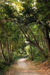 Obraz premium Elephant on road of Jin Corbett in the dense forest