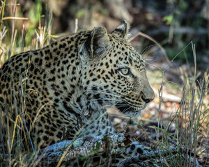 Leopard