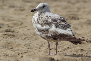 Seagull in the sand.