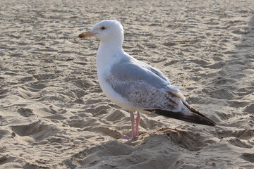 Seagull in the sand.