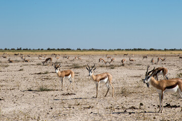 Springbok herd on plain in Africa