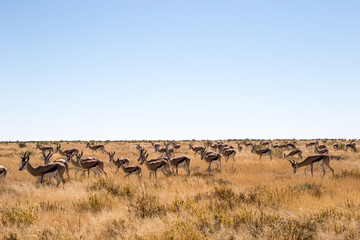 Fototapeta na wymiar Herd of Springbuck in Africa