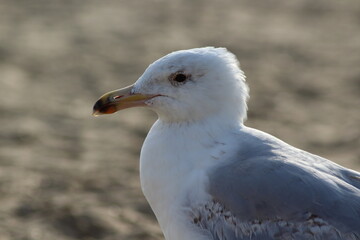 Seagull in the sand.