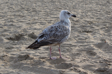Seagull in the sand.