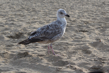 Seagull in the sand.