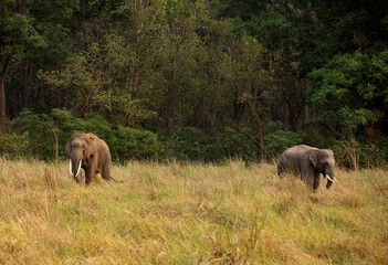 Tuskers in Dhikala grassland, Jim Corbett National Park