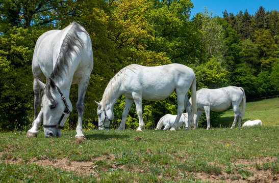 LIPIZZANER . PFERDE . HORSES . EQUESTRIAN