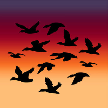 Vector silhouette of the flight of birds at sunset. A flock of geese against the backdrop of sunrise.