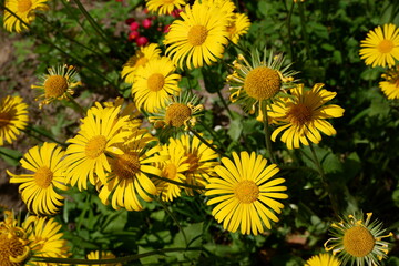 Yellow Doronicum with blurred background.  Suitable for background. Flowers grow by themselves. Flowering. Plants. A lawn of yellow flowers.