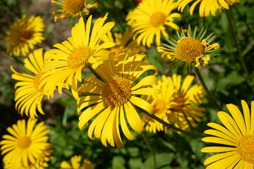 Yellow Doronicum with blurred background.  Suitable for background. Flowers grow by themselves. Flowering. Plants. A lawn of yellow flowers.