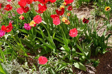 Obraz premium Flowerbed with red, purple and yellow blooming tulips. The bed of flowers. Beautiful flowers. Blooming summer. Plants. Suitable for background
