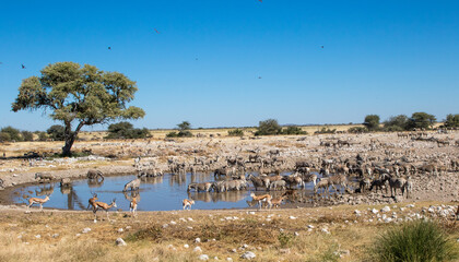 Animals at waterhole in Africa