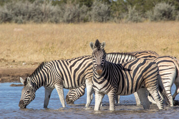 Fototapeta na wymiar Zebra stares at camera