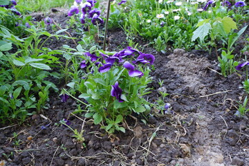 Daisies, violets: pansies flowers. A bed of flowers. Flowers are different. Beautiful plant