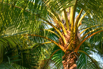 Obraz na płótnie Canvas Coconut palm trees against the blue sky, Sweet Coconut tree, Tropical plants in Thailand, Fresh green coconut tree, Beautiful natural background