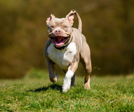 Hund in der Natur