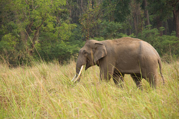 Asiatic elephants, Jim Corbett National Park