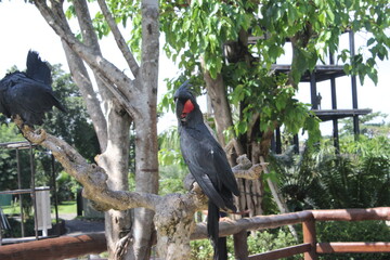 black vulture in the zoo, Kakak tua raja