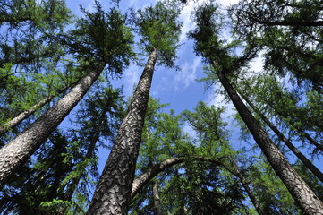 Fototapeta premium Pine tree forest in spring.