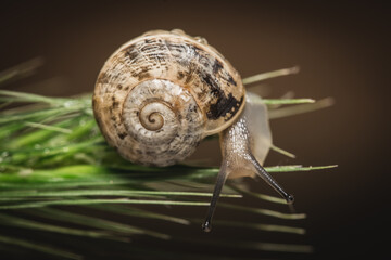 Snail On Green Stem