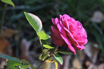 Róża Leonardo da Vinci