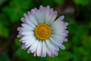 lonely bellis perennis in the spring grass close up
