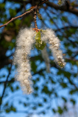 Poplar fluff. May poplar seeds close-up on a background of blue sky. A source of allergies for many people.