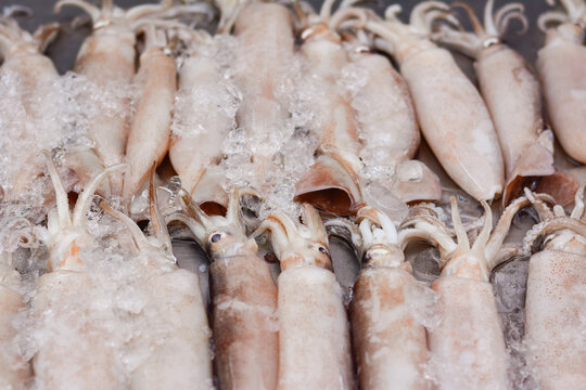 Splendid Squid (Loligo duvauceli), fresh seafood market in Thailand, fresh splendid squid in ice, Large fresh splendid squid placed on the stall for sale, seafood background