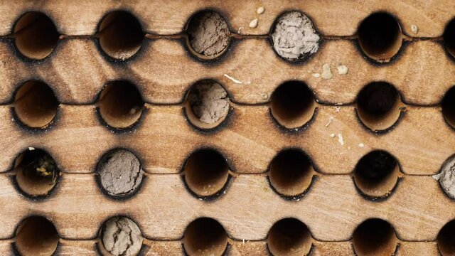 Eastern Snail Shell Mason Bees (Osmia conjuncta) working in nest cavity of wooden bee hive. Close up of bee working and keep other bees out.