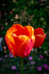 red yellow tulip