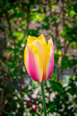 red and yellow tulips