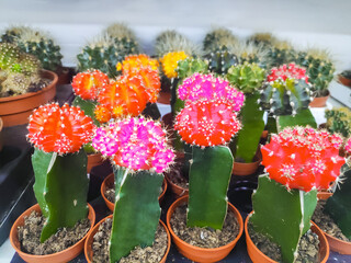 The variety of colorful cactus in the small pot. Potted small house plants, home minimal cacti. homegardening greenhouse concept