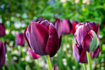 purple tulips in the garden