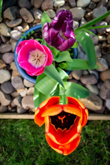 tulips in the garden