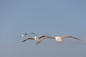 Group of seagulls flying on blue sky