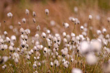 White cotton grass flower, scheucher wollegras, in a meadow, fen, swamp, water with shallow depth of field