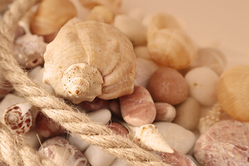Seashells on the beach close-up, vacation memories. Summer concept.