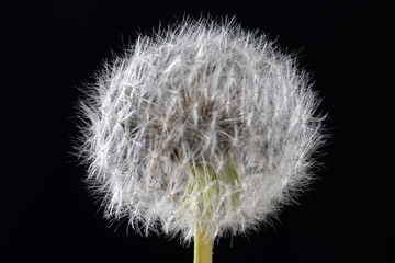 Panoramic view of a dandelion  in a studio setting on a black background
