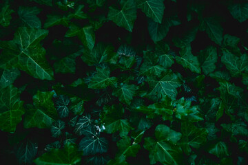 Naklejka na ściany i meble Ivy leaves forming a dark green back. Wall covered with ivy. Drops of water on the leaves.