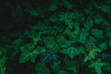 Ivy leaves forming a dark green back. Wall covered with ivy. Drops of water on the leaves.